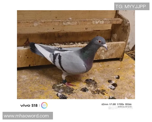 汤姆希顿赞拉门斯基本功卓越冷静性格坚韧展现出色潜力